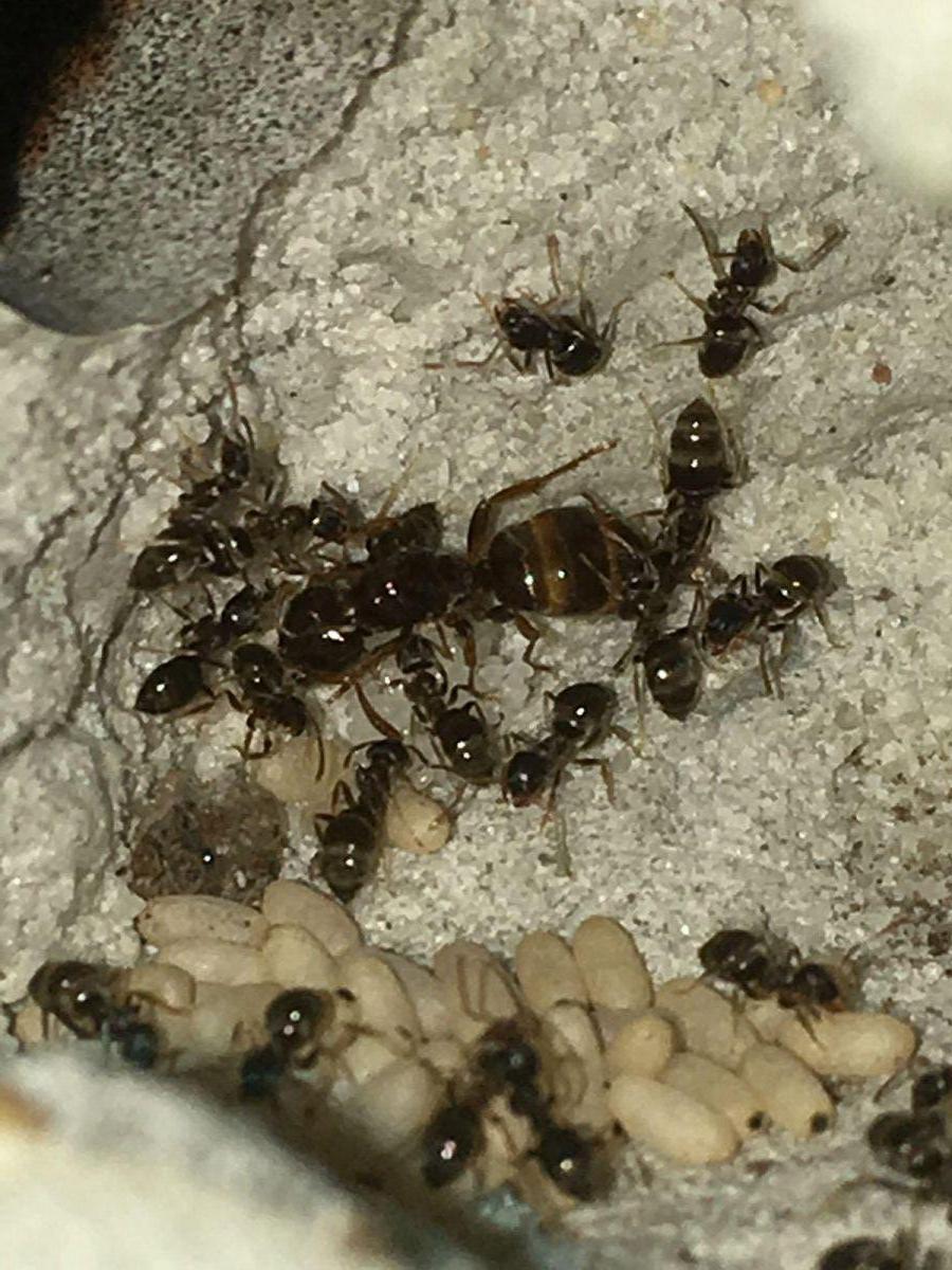 Lasius americanus In Nest