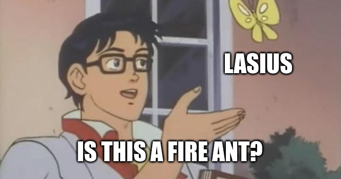 Is this a fire ant?