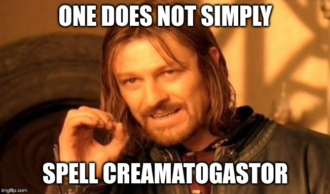 creamatogastor