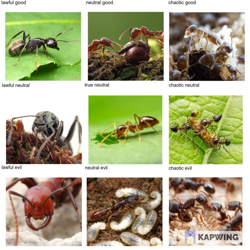 Ant Alignment Chart 2