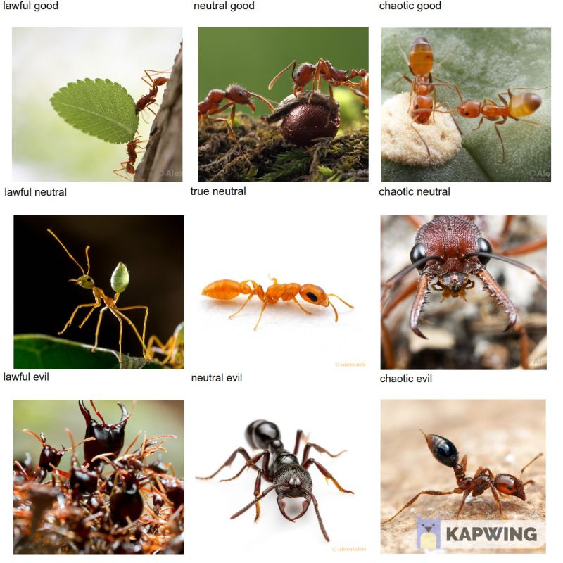 Ant Alignment Chart
