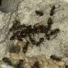 Lasius americanus In Nest