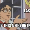 Is this a fire ant?