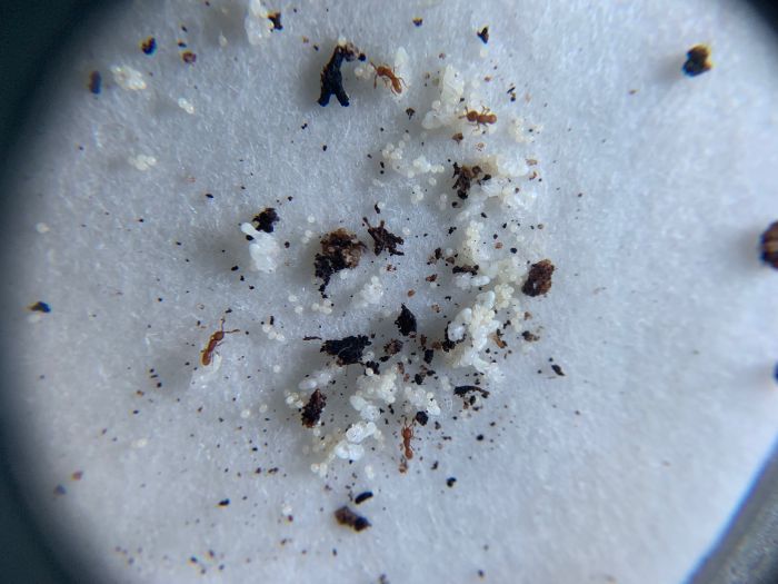 Discothyrea