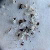 Discothyrea