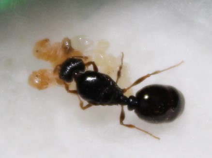 Close up of Queen 2 and pupae