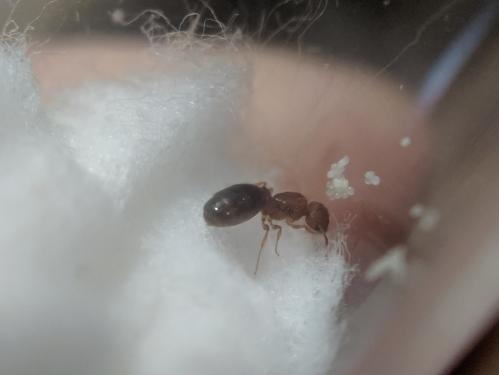 Pheidole metallascens