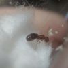 Pheidole metallascens