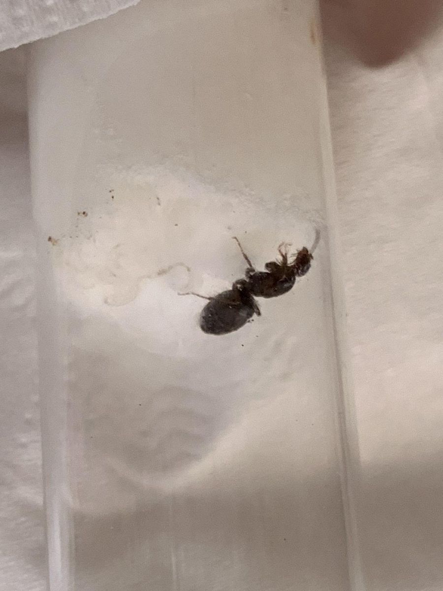 ant2 side ant2 side