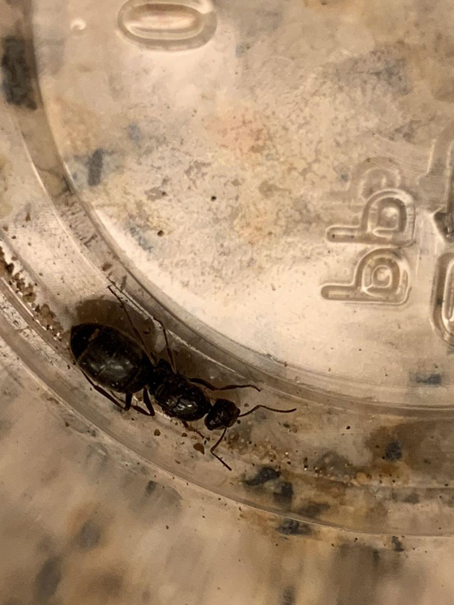 ant2 Top ant2 Top