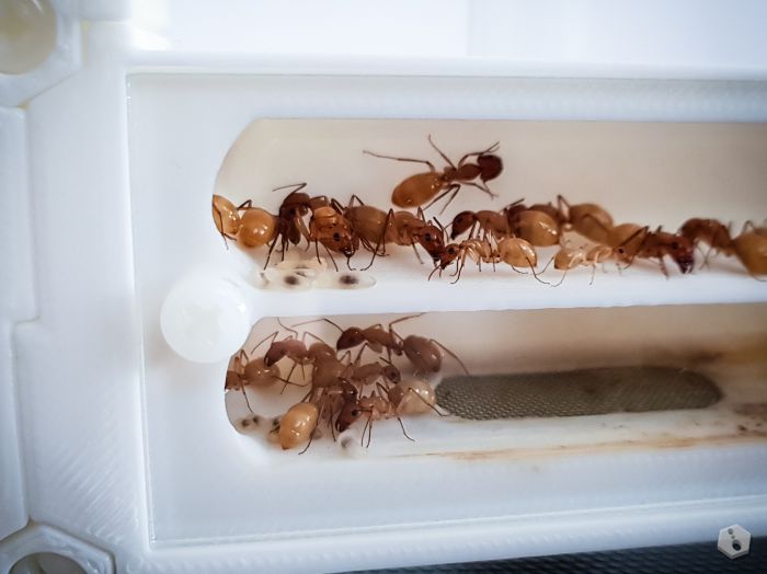 Camponotus small family...