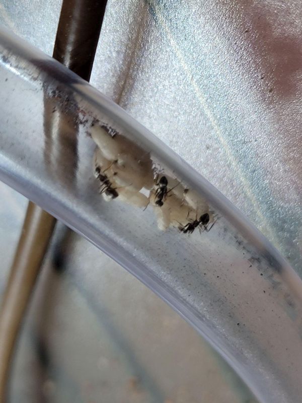 Formica Formica
