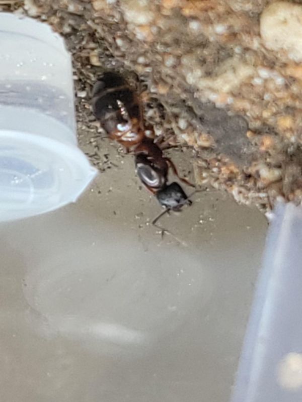 Camponotus Camponotus