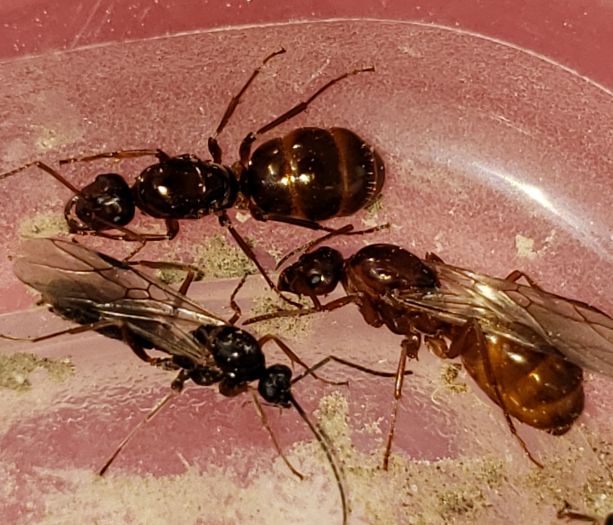 Formica female and male Formica female and male