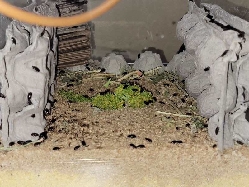 Lesser Mealworm/Buffalo Beetle Lesser Mealworm/Buffalo Beetle