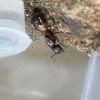 Camponotus