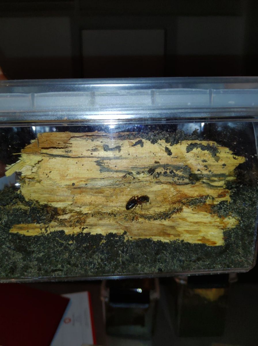 C. Herculeanus