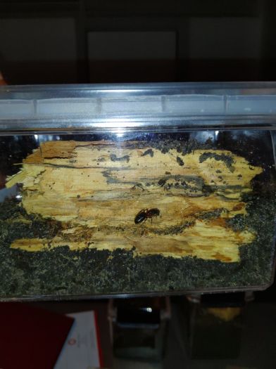 C. Herculeanus