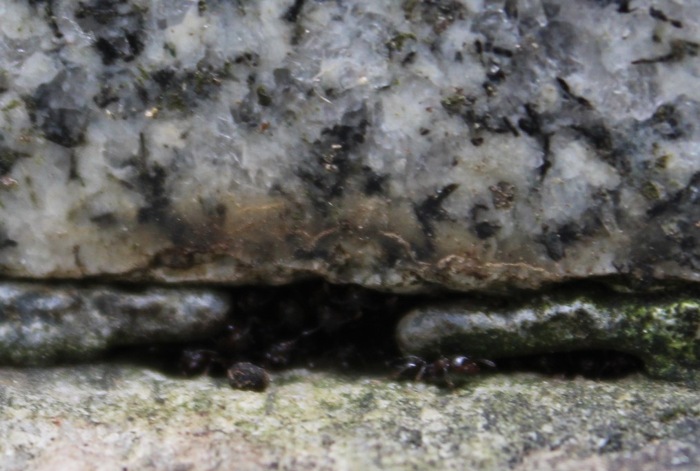 Crematogaster living in tombstone