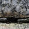 Crematogaster living in tombstone