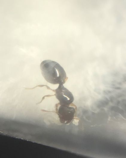 Pheidole cf. navigans queen with eggs