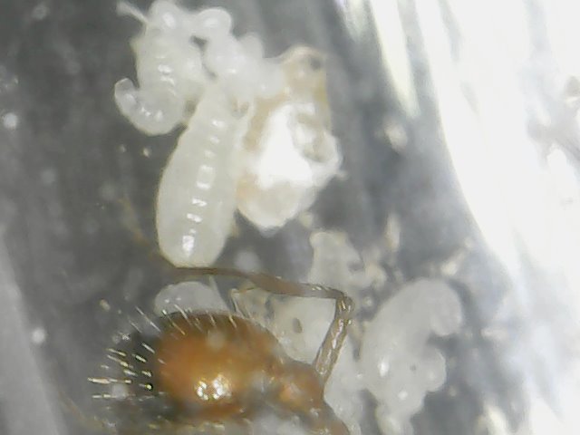 Larvae