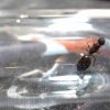 Crematogaster Sp2