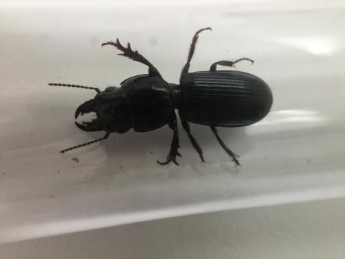 beetle borg beetle borg