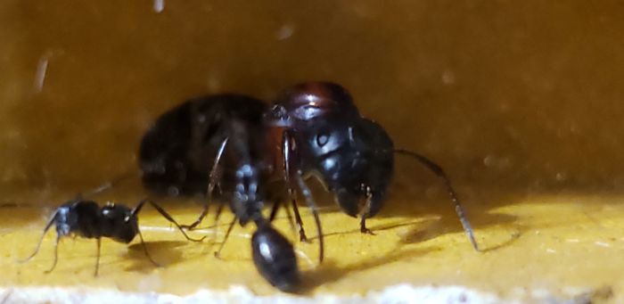 C. Novaeborencis 2 C. Novaeborencis 2