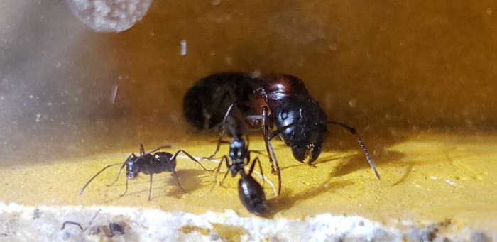 C. Novaeborencis 1 C. Novaeborencis 1
