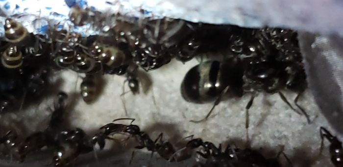 F. Subsericea colony 2