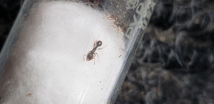 Unknown species (possibly tetramorium) #3