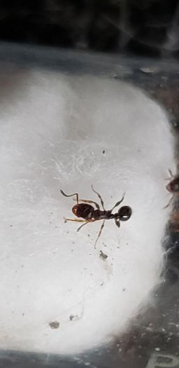 Unknown species (possibly tetramorium) #1