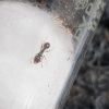 Unknown species (possibly tetramorium) #3