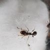 Unknown species (possibly tetramorium) #1