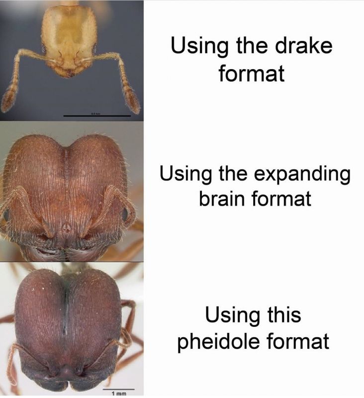 Pheidole format