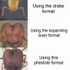 Pheidole format