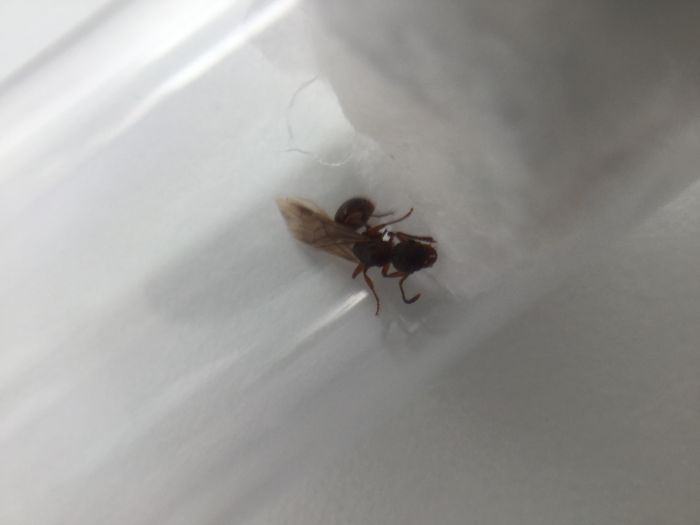 Ants Ants