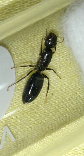 Colobopsis Leonardi Queen