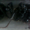 2 Thorax