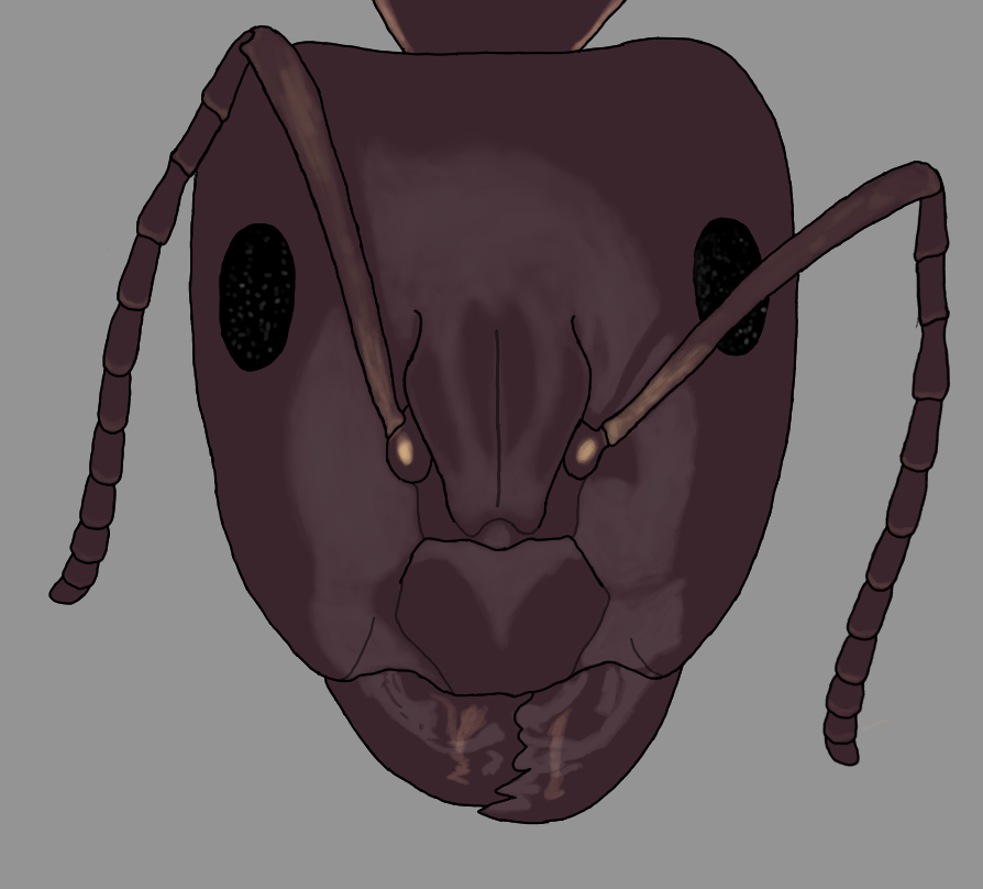 Camponotus adami