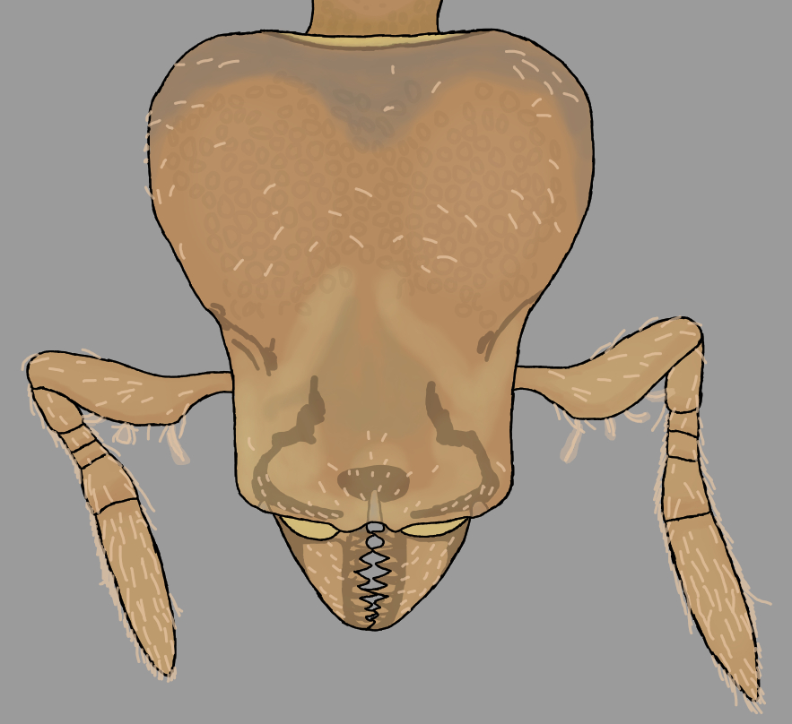 Strumigenys membranifera