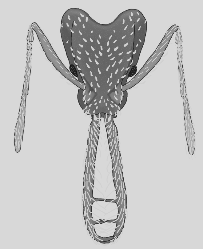 Strumigenys cordovensis