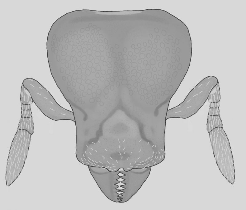 Strumigenys membranifera (Redo)