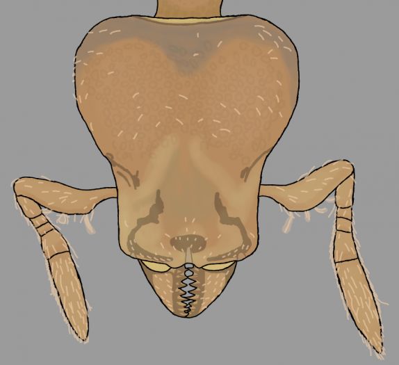 Strumigenys membranifera