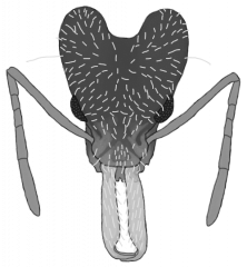 Strumigenys royi