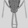 Strumigenys cordovensis