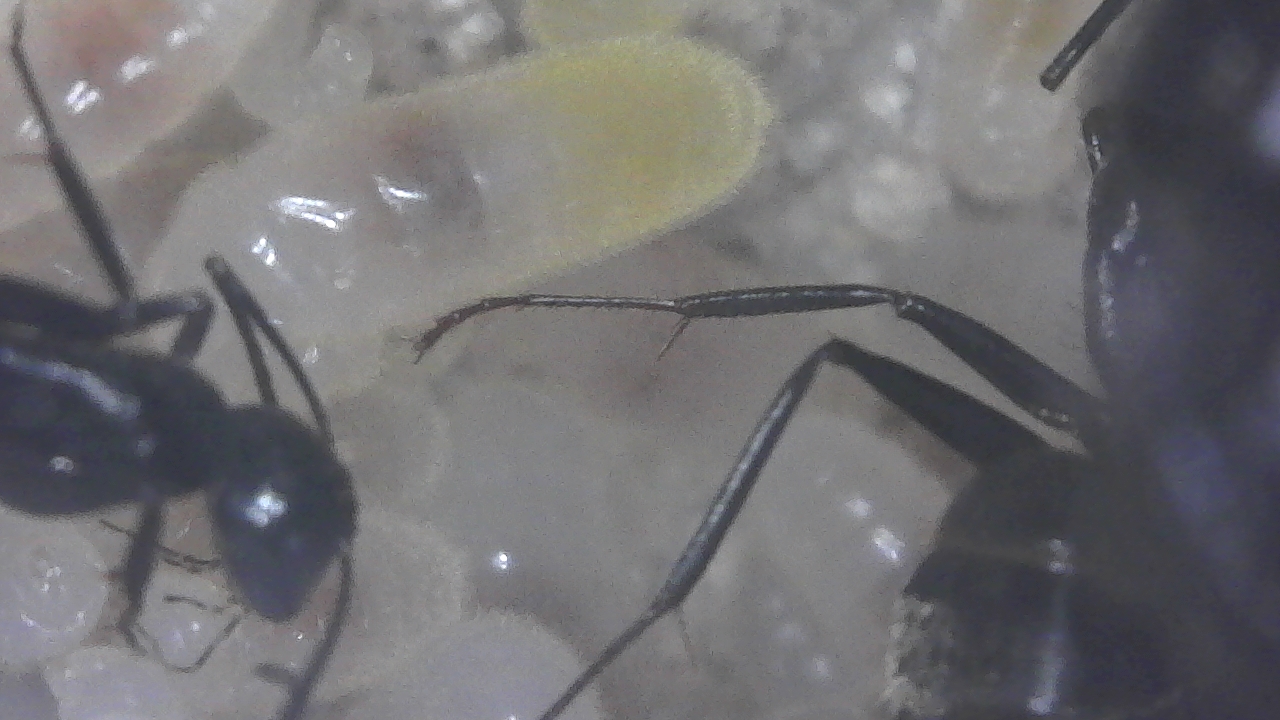Camponotus pennsylvanicusMarch1st2021