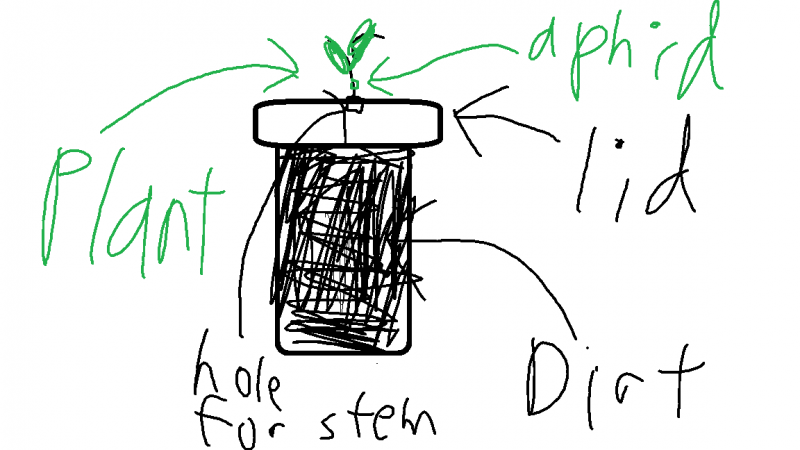 plant Ant