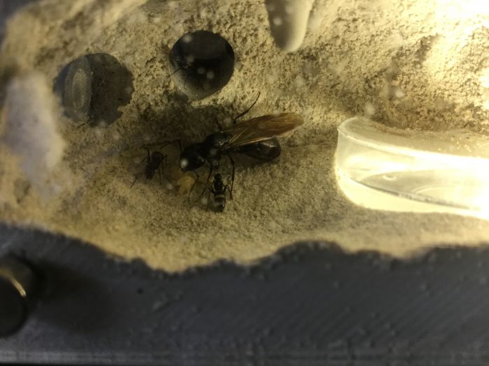 kewl ants kewl ants